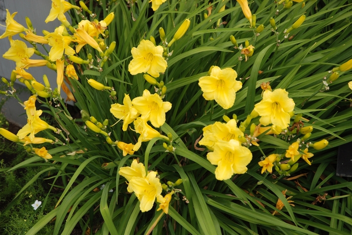 'Happy Returns' Daylily - Hemerocallis from E.C. Brown's Nursery