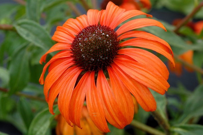 Dream™ ''Tangerine Dream'' - Echinacea (Coneflower) from E.C. Brown's Nursery