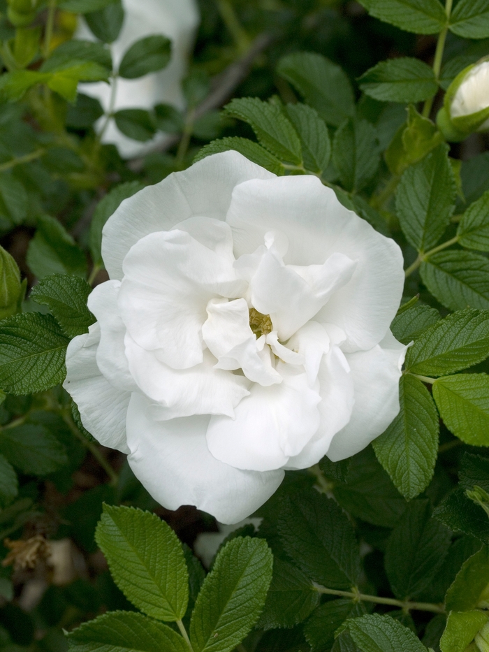 Rose - Rosa 'Blanc Double De Coubert' from E.C. Brown's Nursery