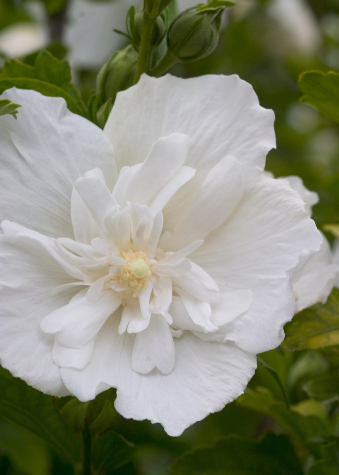''White Chiffon®'' Rose of Sharon - Hibiscus syriacus from E.C. Brown's Nursery ''White Chiffon®'' Rose of Sharon - Hibiscus syriacus from E.C. Brown's Nursery
