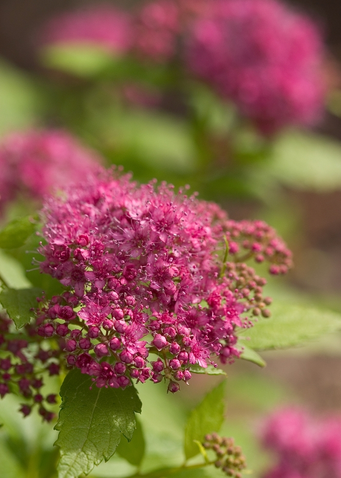 Double Play® 'Gold' - Spiraea japonica (Spirea) from E.C. Brown's Nursery