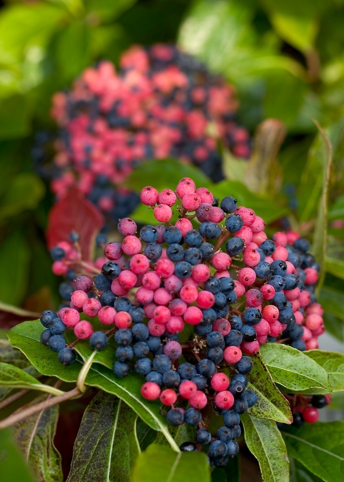 Brandywine™ - Viburnum nudum from E.C. Brown's Nursery