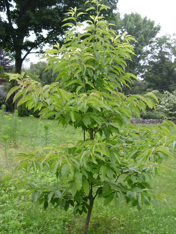 Sourwood - Oxydendrum arboreum from E.C. Brown's Nursery