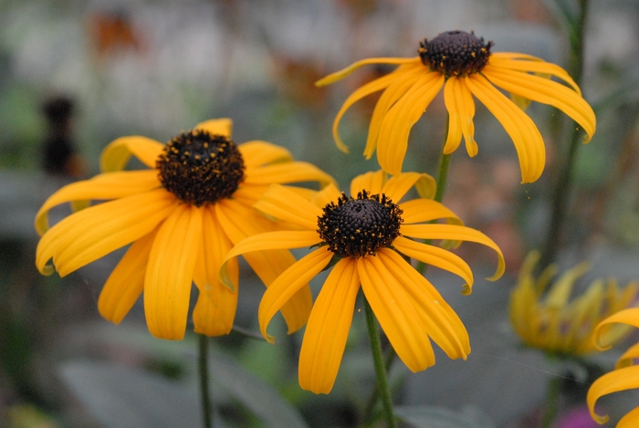 Orange Coneflower - Rudbeckia fulgida from E.C. Brown's Nursery Orange Coneflower - Rudbeckia fulgida from E.C. Brown's Nursery