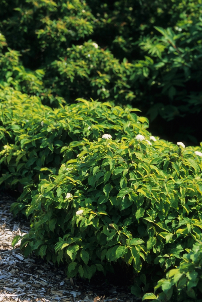 'Kelseyi' Red-Osier Dogwood - Cornus sericea from E.C. Brown's Nursery