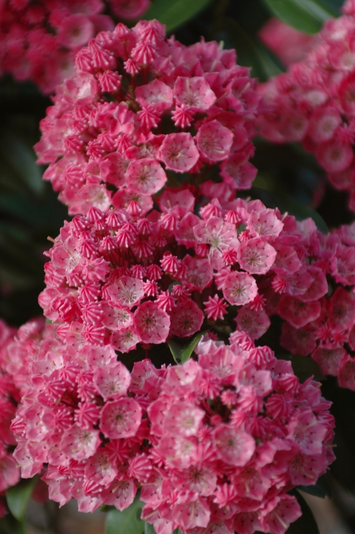 'Sarah' Sarah Mountain-laurel - Kalmia latifolia from E.C. Brown's Nursery