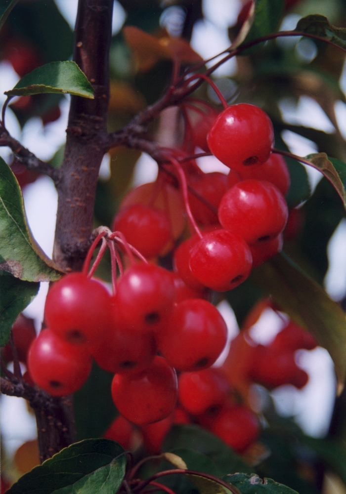 'Red Barron' Crabapple - Malus from E.C. Brown's Nursery