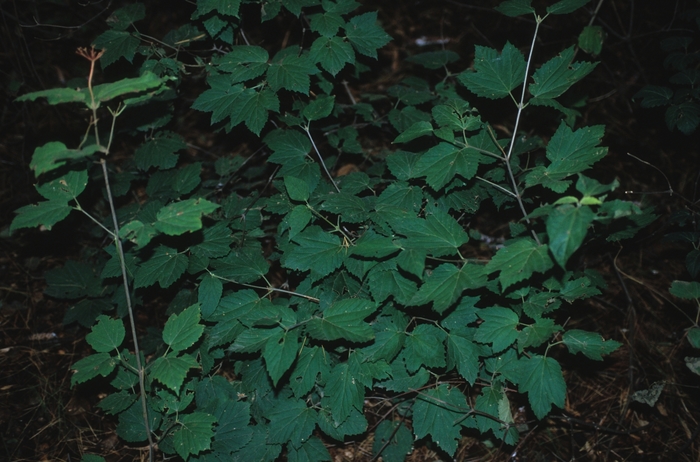 Mapleleaf Viburnum - Viburnum acerifolium from E.C. Brown's Nursery