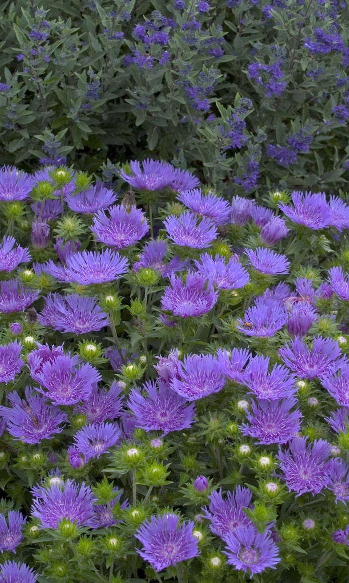 'Peachie's Pick' Stoke's Aster - Stokesia from E.C. Brown's Nursery