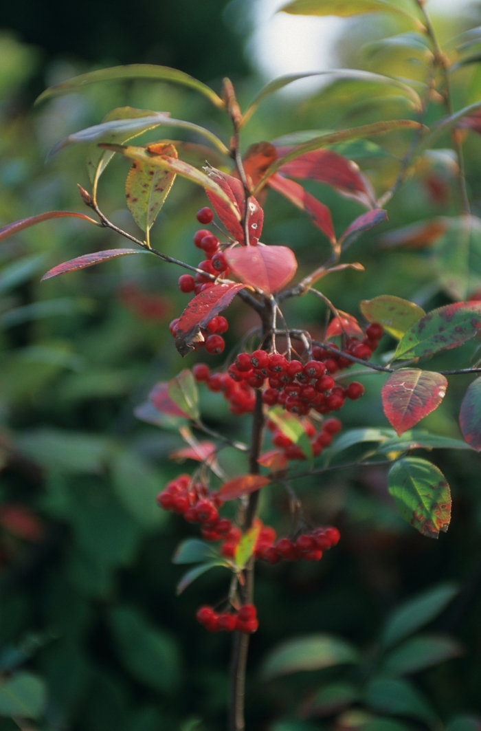 Brilliantissima Red Chokeberry - Aronia arbutifolia 'Brilliantissima' from E.C. Brown's Nursery