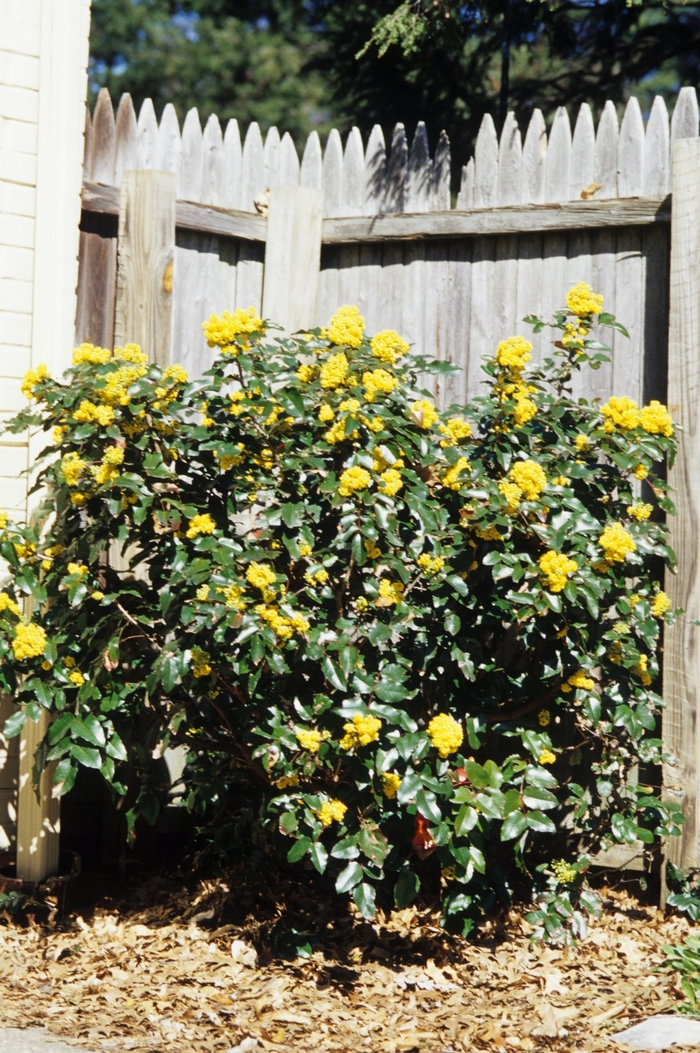 Oregon Grape - Mahonia aquifolium from E.C. Brown's Nursery