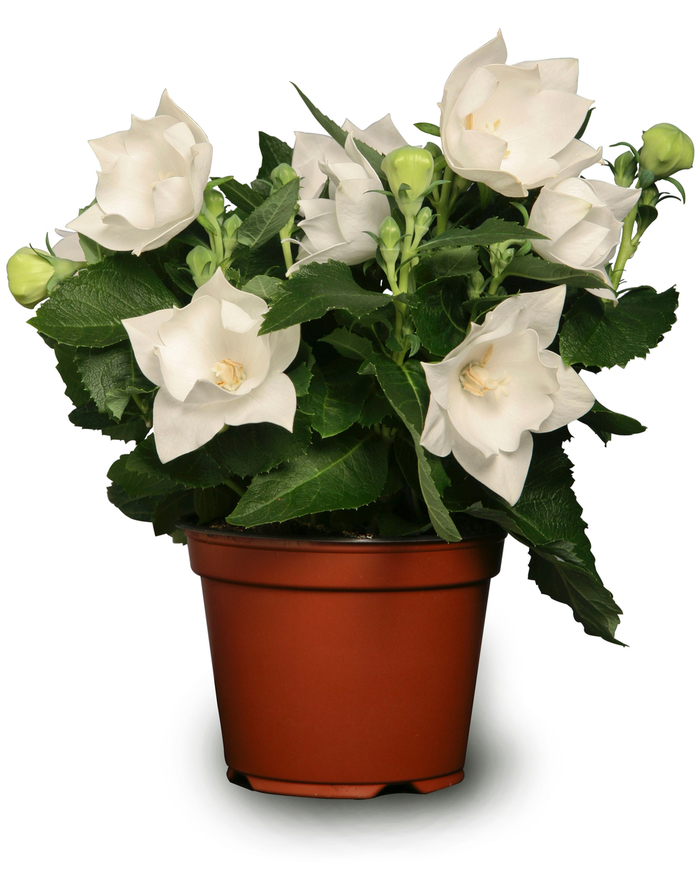 'Astra White' Balloon Flower - Platycodon grandiflorus from E.C. Brown's Nursery