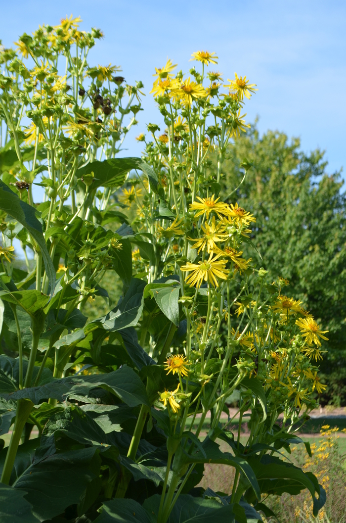 Cup Plant - Silphium perfoliatum from E.C. Brown's Nursery