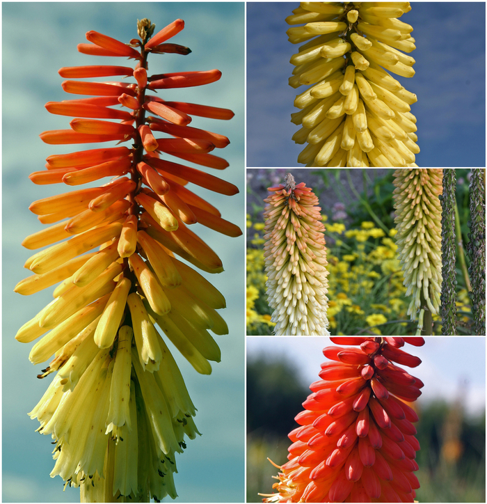 'Multiple Varieties' Red Hot Poker - Kniphofia from E.C. Brown's Nursery