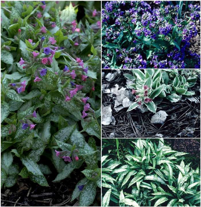 'Multiple Varieties' Assorted, Lungwort - Pulmonaria saccharata from E.C. Brown's Nursery