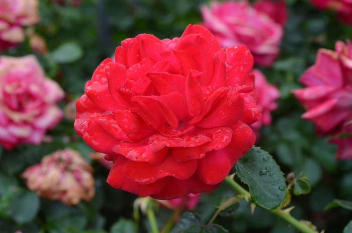 Easy Elegance® Super Hero - Rosa (Rose) from E.C. Brown's Nursery