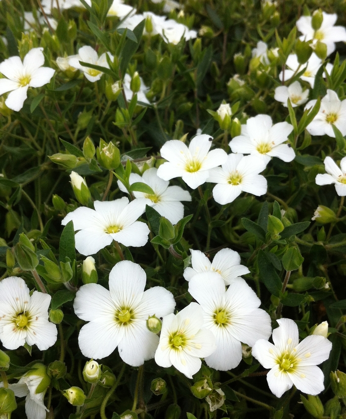 Mountain Sandwort - Arenaria montana from E.C. Brown's Nursery