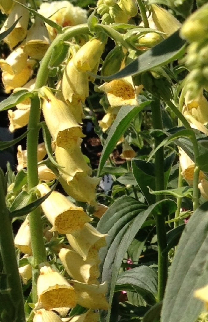 Foxglove - Digitalis grandiflora from E.C. Brown's Nursery Foxglove - Digitalis grandiflora from E.C. Brown's Nursery