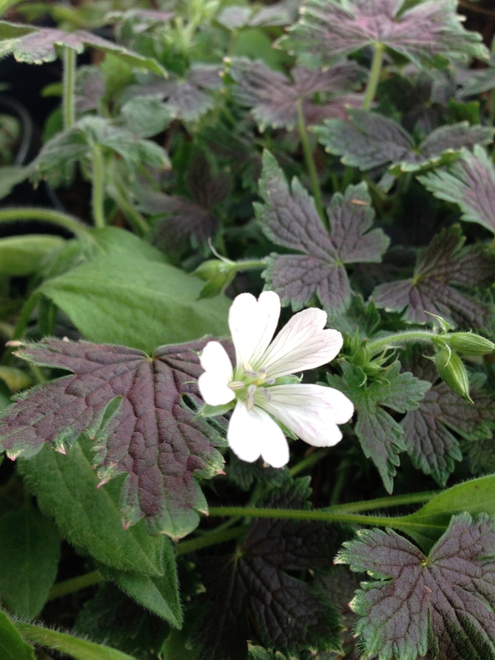 'Katherine Adele' Cranesbill - Geranium x oxonianum from E.C. Brown's Nursery 'Katherine Adele' Cranesbill - Geranium x oxonianum from E.C. Brown's Nursery