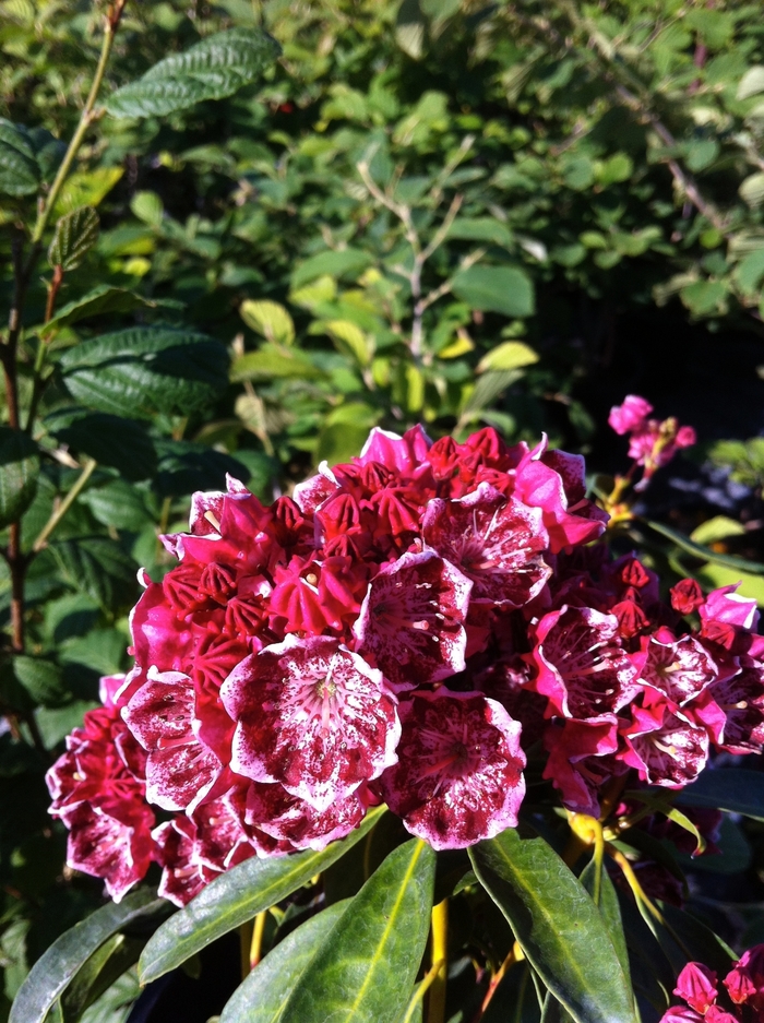 'Kaleidoscope' Kaleidoscope Mountain Laurel - Kalmia latifolia from E.C. Brown's Nursery