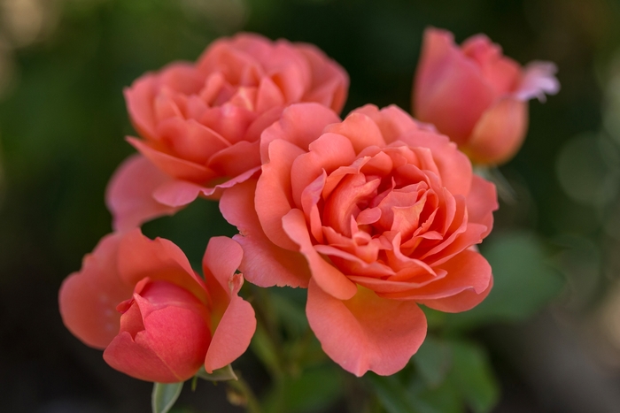 Easy Elegance® Sweet Fragrance - Rosa (Rose) from E.C. Brown's Nursery