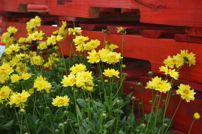 'Solar Ice' Tickseed - Coreopsis grandiflora from E.C. Brown's Nursery