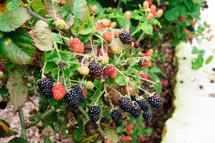 'Prime-Jan®' Blackberry - Rubus from E.C. Brown's Nursery