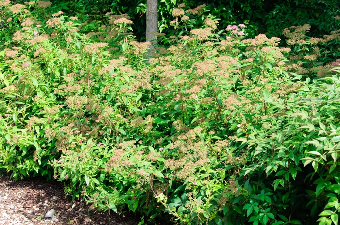 'Shirobana' Spirea - Spiraea japonica 'Shirobana' from E.C. Brown's Nursery