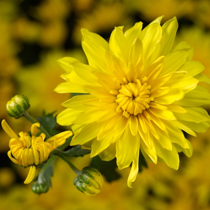 'Yellow' Garden Mum - Chrysanthemum 'Yellow' from E.C. Brown's Nursery