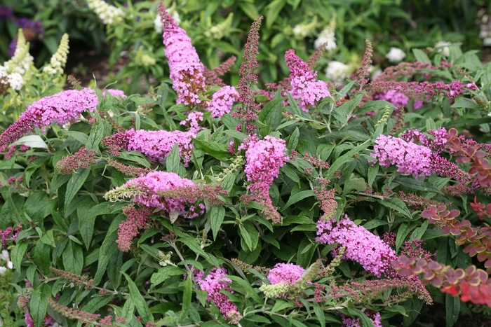 Pugster Pink® Butterfly Bush - Buddleia 'SMNBDPT' from E.C. Brown's Nursery Pugster Pink® Butterfly Bush - Buddleia 'SMNBDPT' from E.C. Brown's Nursery