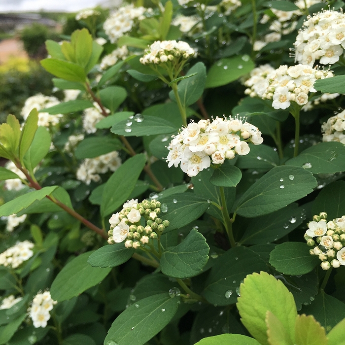 Tor Birchleaf Spirea - Spiraea bet. 'Tot' from E.C. Brown's Nursery