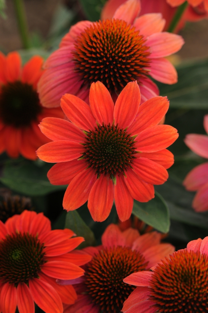 Sombrero Poco™ 'Hot Coral' - Echinacea purpurea (Coneflower) from E.C. Brown's Nursery