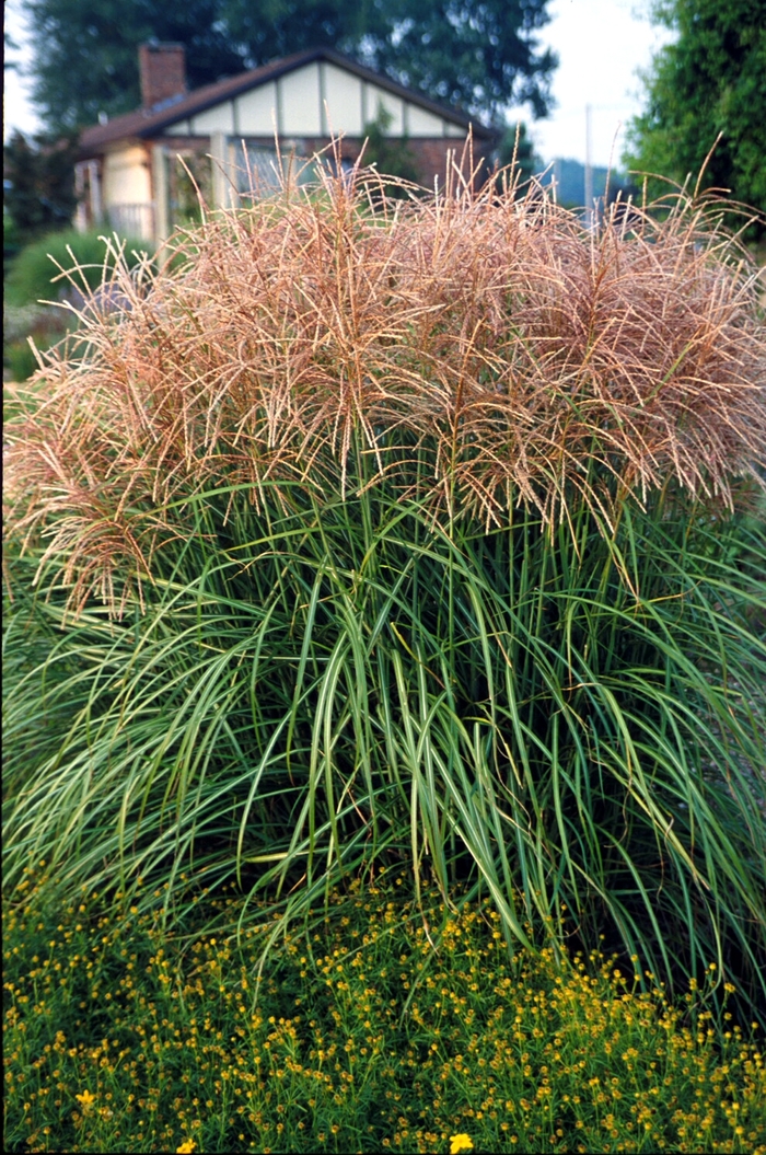 'Huron Sunrise' Maiden Grass - Miscanthus sinensis from E.C. Brown's Nursery