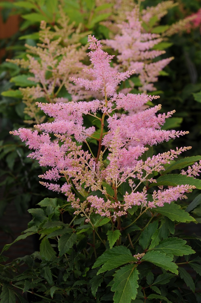 Younique™ Silvery Pink - Astilbe japonica (False Spirea) from E.C. Brown's Nursery