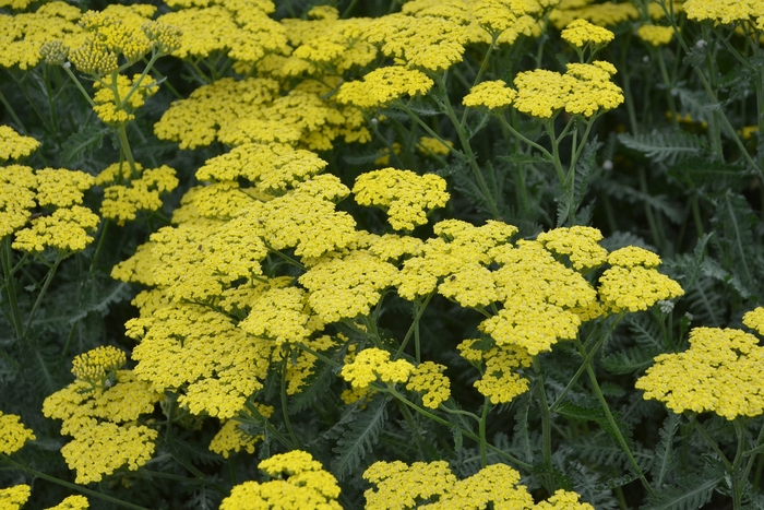 'Sassy Summer Lemon' Yarrow - Achillea millefolium from E.C. Brown's Nursery