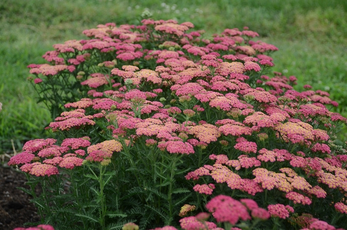 'Sassy Summer Taffy' Yarrow - Achillea millefolium from E.C. Brown's Nursery