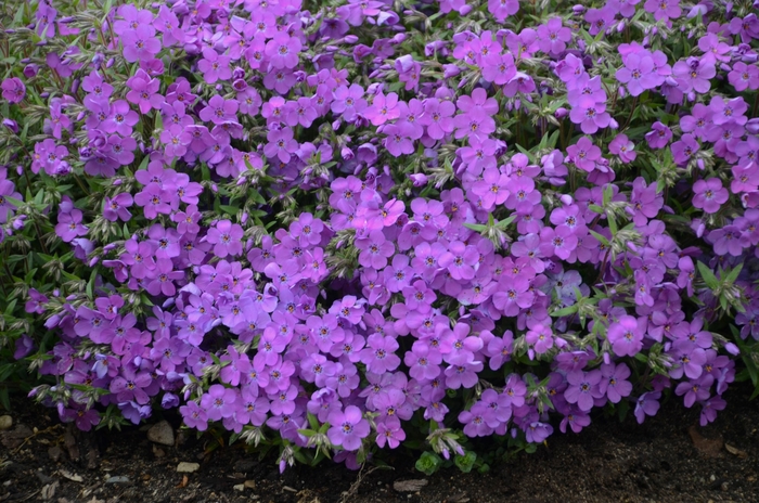 'Purple Sprite' Creeping Phlox - Phlox from E.C. Brown's Nursery