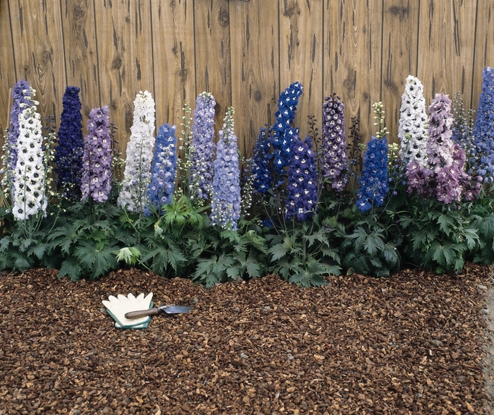 'Magic Fountain Mix' - Delphinium elatum from E.C. Brown's Nursery 'Magic Fountain Mix' - Delphinium elatum from E.C. Brown's Nursery