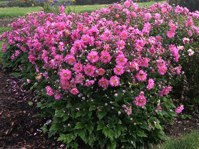 Fall in Love™ 'Sweetly' - Anemone (Japanese Anemone) from E.C. Brown's Nursery