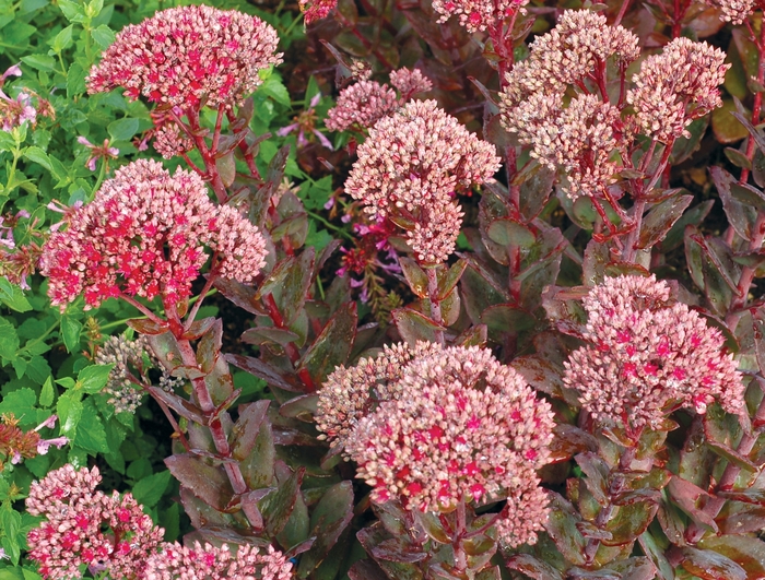 'Thunderhead' Stonecrop - Sedum from E.C. Brown's Nursery