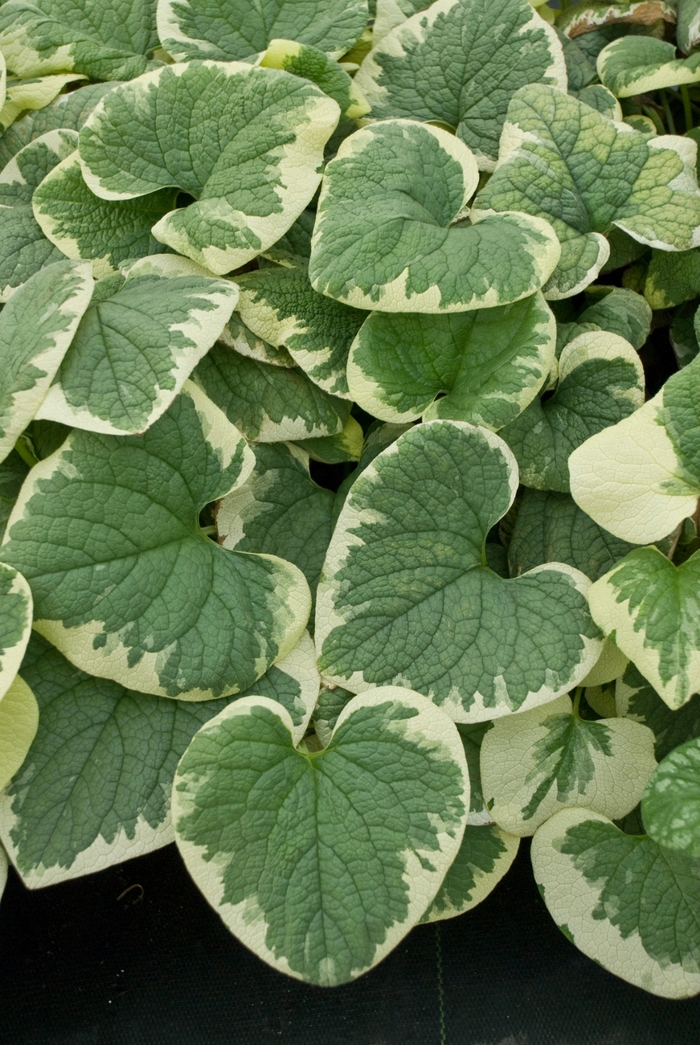 'Variegata' Siberian Bugloss - Brunnera macrophylla from E.C. Brown's Nursery