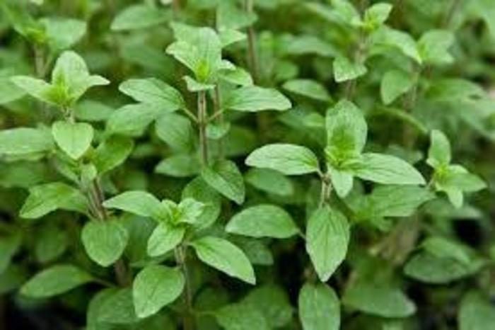 Origanum vulgare - Oregano from E.C. Brown's Nursery