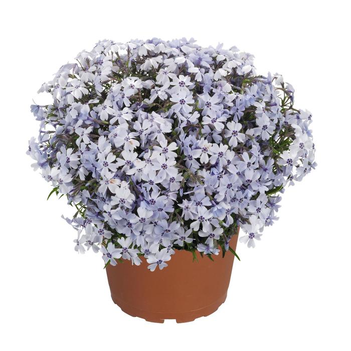 'Spring Blue' Moss Phlox - Phlox subulata from E.C. Brown's Nursery