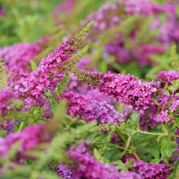 Lo & Behold Ruby Chip® - Buddleia (Butterfly Bush) from E.C. Brown's Nursery