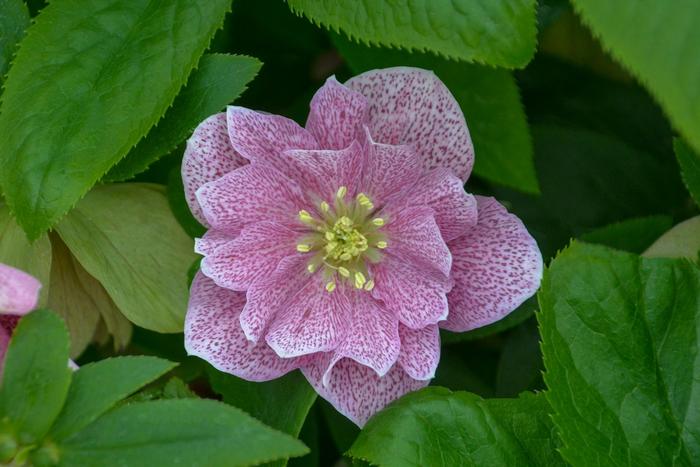 Wedding Party® 'Wedding Crasher' - Helleborus (Lenten Rose) from E.C. Brown's Nursery