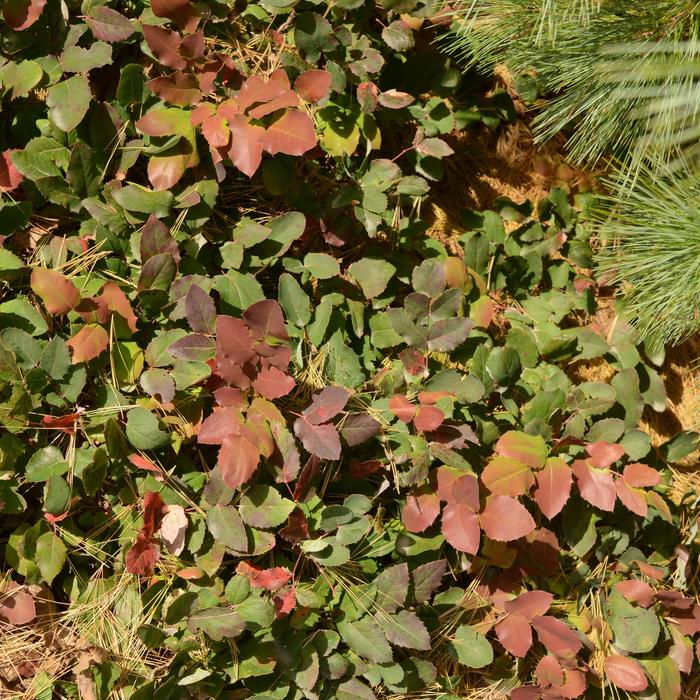 Creeping Mahonia - Mahonia repens from E.C. Brown's Nursery