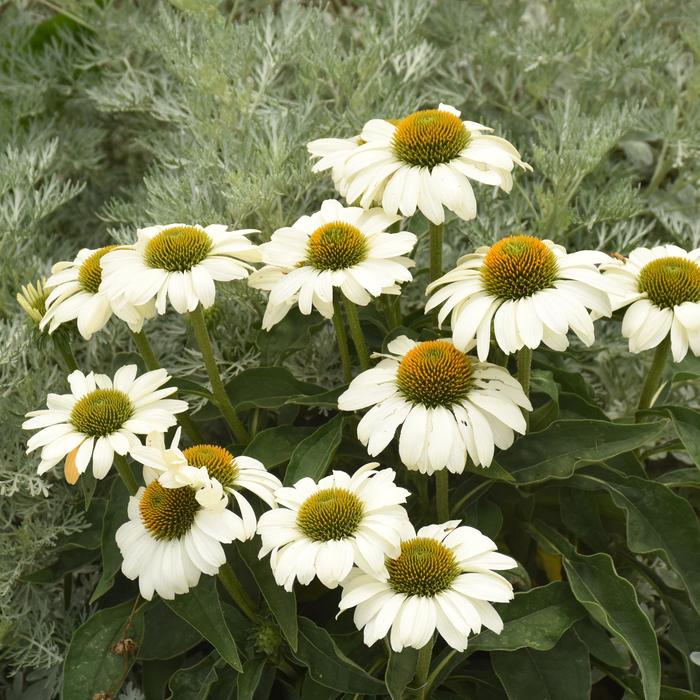 Color Coded™ 'The Price is White' - Echinacea (Coneflower) from E.C. Brown's Nursery