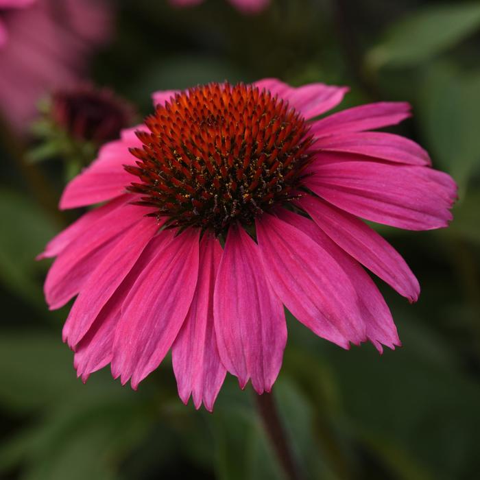 Sombrero® 'Rosada' - Echinacea (Coneflower) from E.C. Brown's Nursery