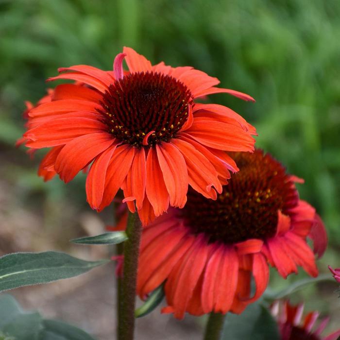 Eye-Catcher™ 'Tanager' - Echinacea (Coneflower) from E.C. Brown's Nursery Eye-Catcher™ 'Tanager' - Echinacea (Coneflower) from E.C. Brown's Nursery