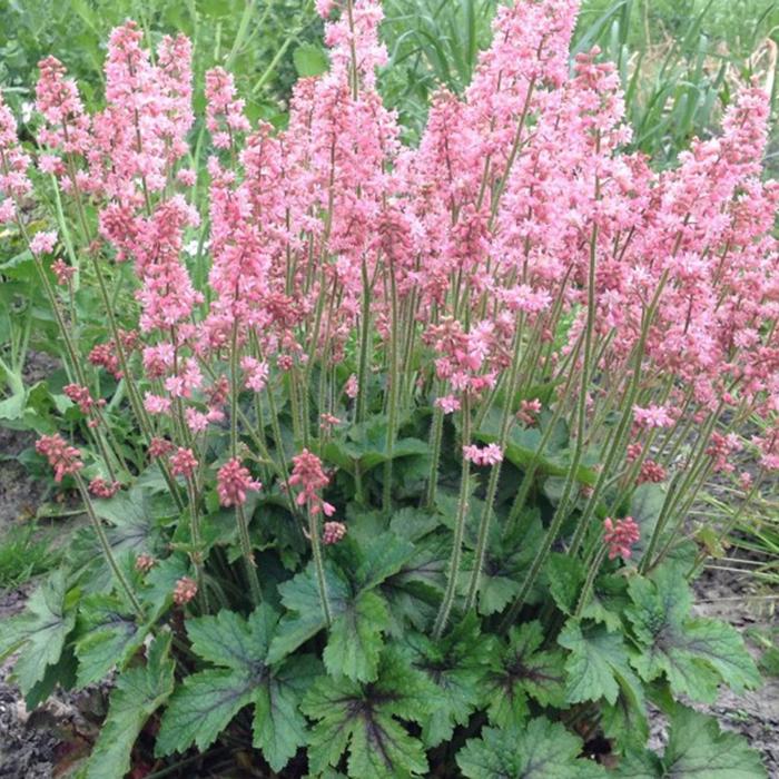 'Pink Revolution' Foamy Bells - Heucherella from E.C. Brown's Nursery